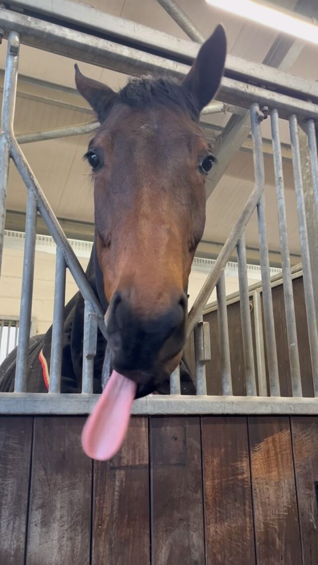 Join us for a quick visit to Manor House Stables!💙

We even took some treats in for our 2024 Chester Cup Winner, Zoffee. 👑